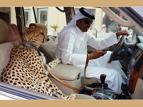Cheetah In Car