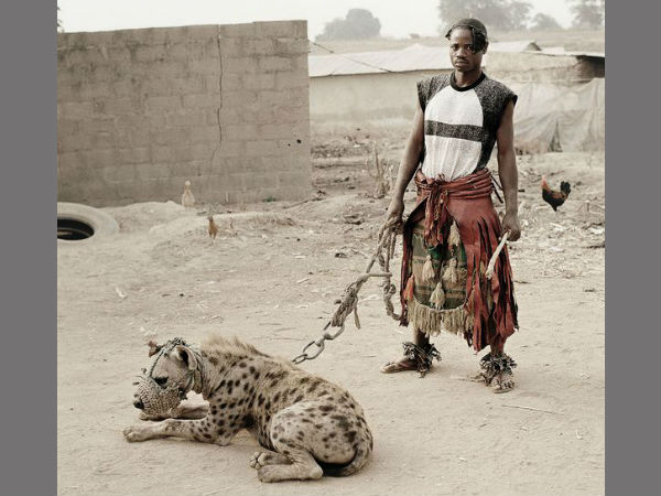 लकड़बग्घा हो सकता है पालतू जानवर 