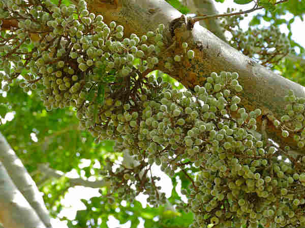 गूलर का रस 