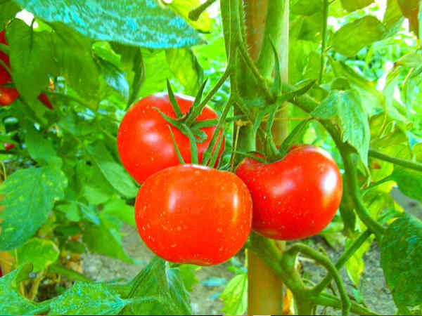 2. पेस्टिसाइड रहित सब्‍जी या साग: 