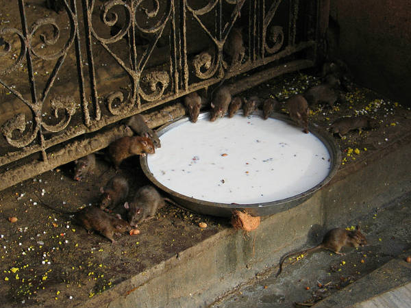 20,000 चूहों का मंदिर - करणी माता मंदिर, राजस्‍थान 