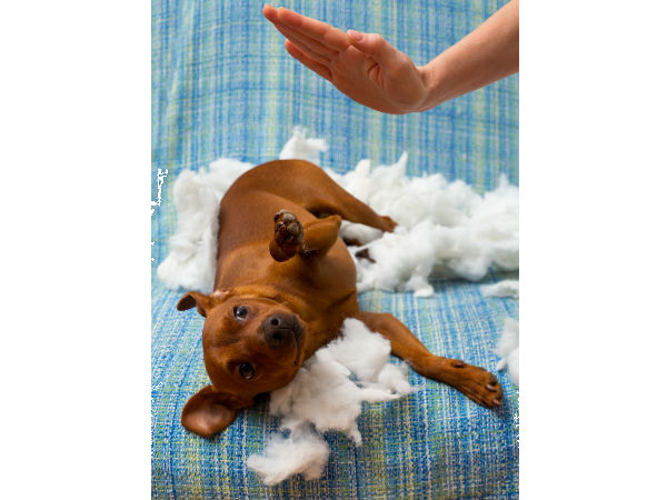 8 जानवर को मारे नहीं 