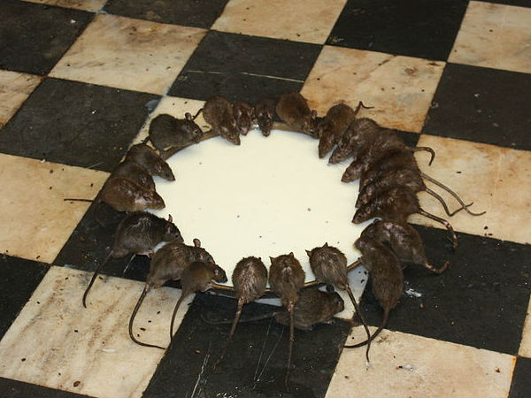 कौन हैं ये चूहे