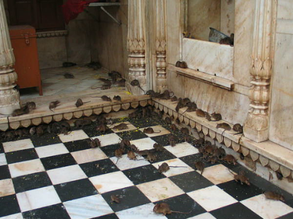 सफेद चूहें हैं सबसे पवित्र 