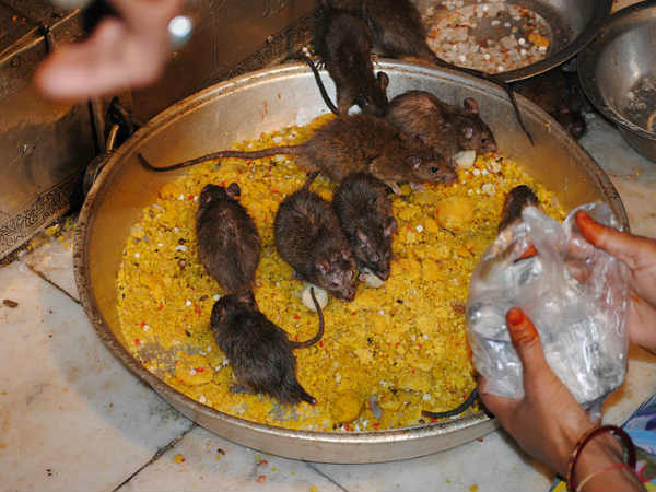 चूहों का जूठा प्रसाद खाते हैं भक्‍त 