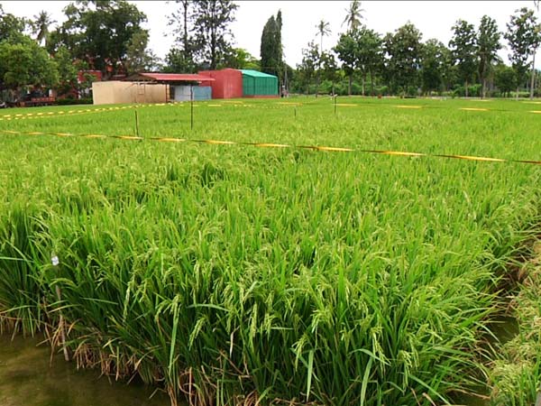 कीटनाशक का भी काम करे 