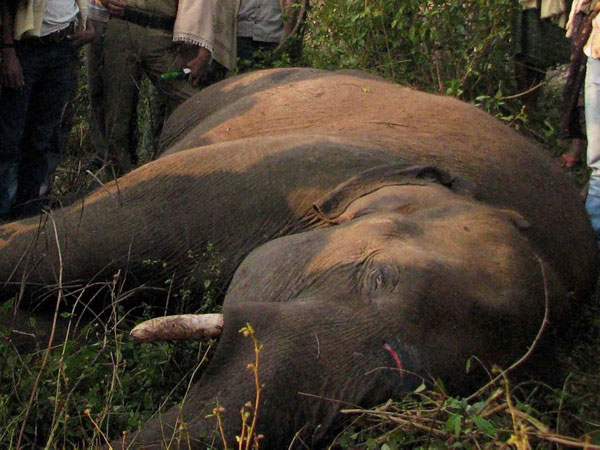 6. हाथी का सर: 