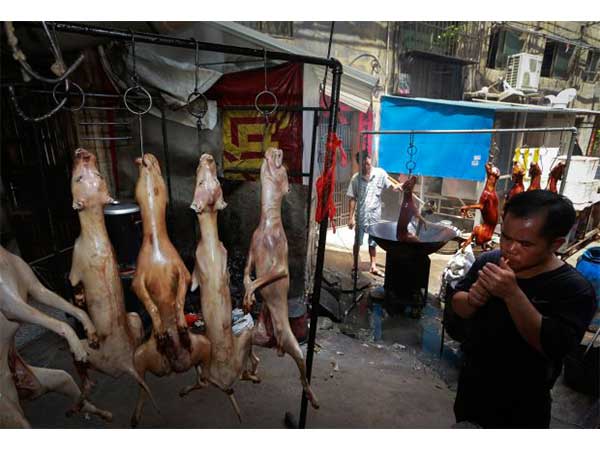  इस पागलपंथी में कितने कुत्ते मारे जाते हैं? 