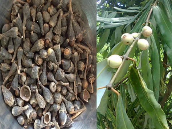 नागकेशर