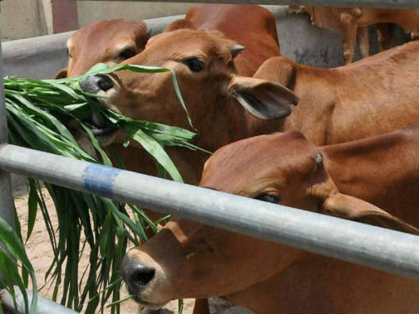 गाय को चारा खिलाएं 