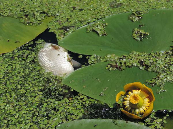 प्रदूषित होती हैं मछलियां 