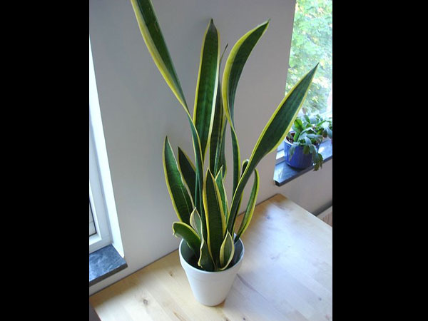 snake plant 