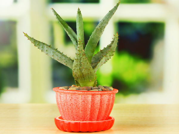 aloe vera 