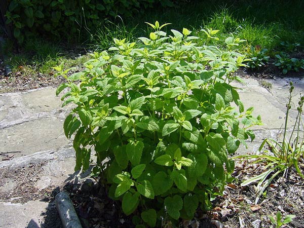 lemon balm lemon balm