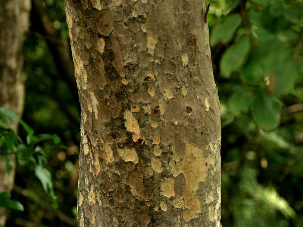  4. रक्तपित्त 