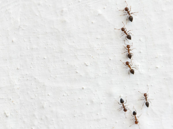 चींटियों को हटाने के लिए : चींटियों को हटाने के लिए :