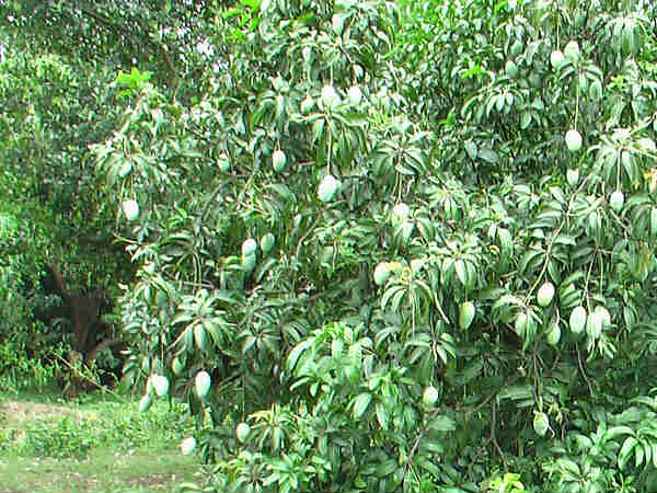 कहां मिलता है यह आम कहां मिलता है यह आम