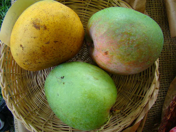 हाजी कलीमुल्लाह का नाम हुआ लिम्का बुक ऑफ रिकॉर्ड्स में दर्ज हाजी कलीमुल्लाह का नाम हुआ लिम्का बुक ऑफ रिकॉर्ड्स में दर्ज