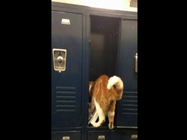 एक म्याऊं ही काफी है एक म्याऊं ही काफी है