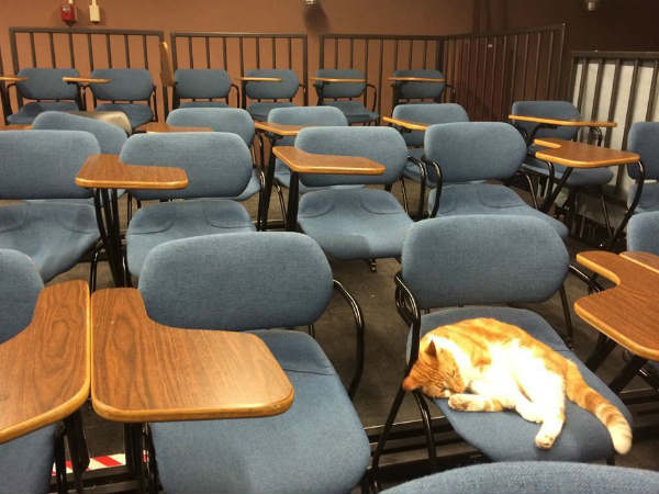 बिल्ली का मालिक भी हैरान बिल्ली का मालिक भी हैरान