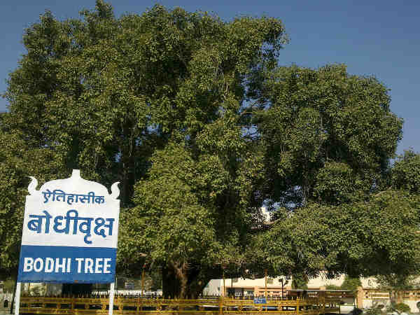 बोधगया में उत्‍सव 