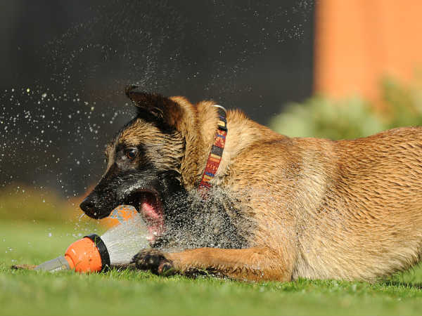 पर्याप्त पानी दें -