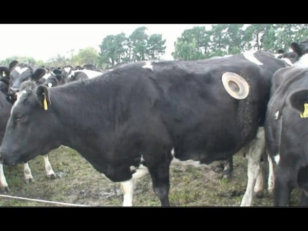  ऐसा करने से पोषण की जांच करने में आसानी होती है