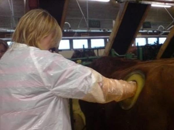 इस टेक्‍नीक से गाय स्‍वस्‍थ बनती हैं