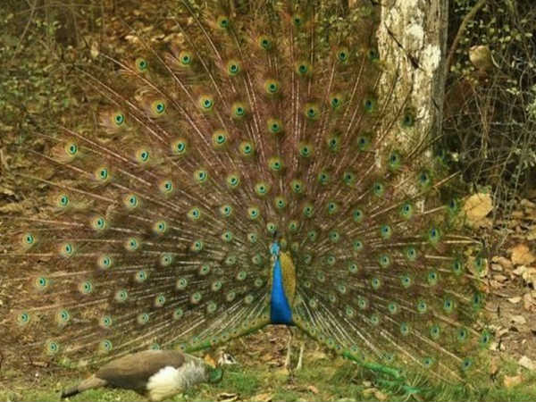  कृष्ण और मोर का नृत्य