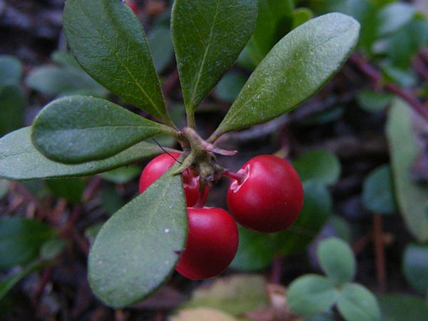  उवा उर्सी (Uva Ursi) : 