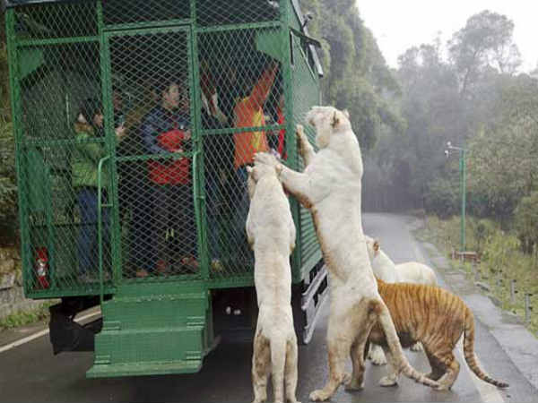 इसलिए टूरिस्‍ट को पिंजरे में बंद किया जाता हैं 