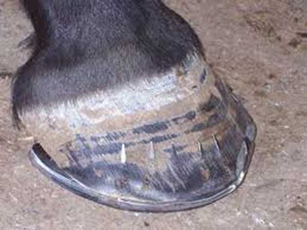 दुक तकलीफों से मुक्ति 