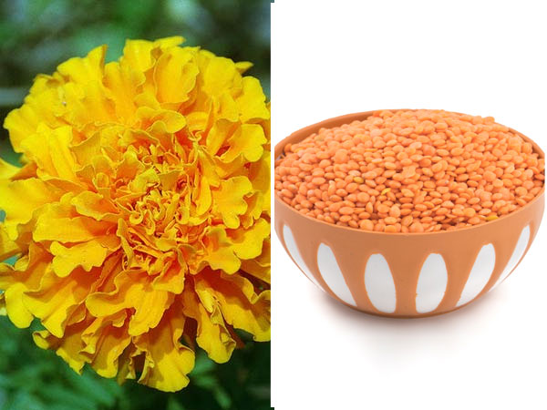 2. मसूर दल और गेंदे के फूल की पत्तियों वाला फेस पैक मुँहासों और दाग धब्बों से निजात दिलाएगा