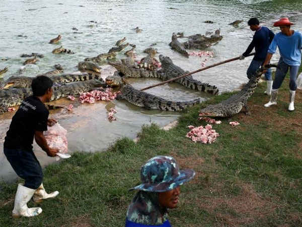 दुनिया के सबसे बड़े मगरमच्छ फार्म की ये तस्वीरें2 दुनिया के सबसे बड़े मगरमच्छ फार्म की ये तस्वीरें2