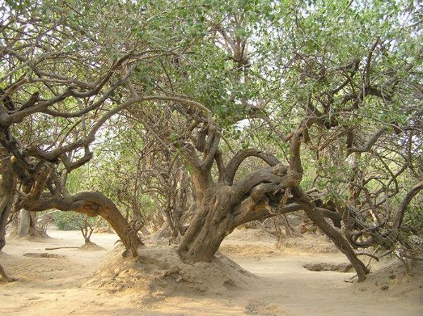 कृष्‍ण राधा दोनो आते है 