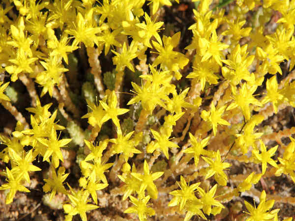 कैट्स क्ला: