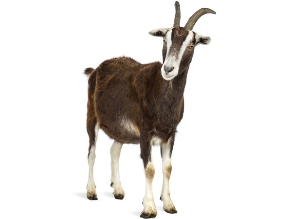 पोषक तत्वों का अवशोषण: 