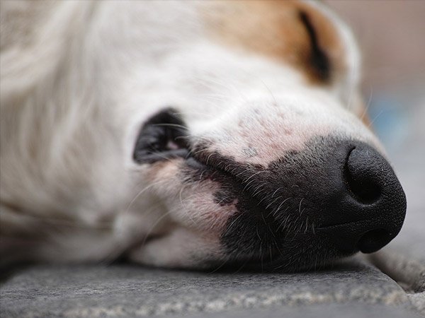 bestiality नामक मानसिक बीमारी 