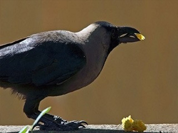 पितृपक्ष में ना करें शुभ काम 