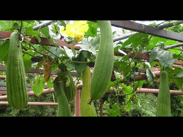 शुद्ध करती है खून