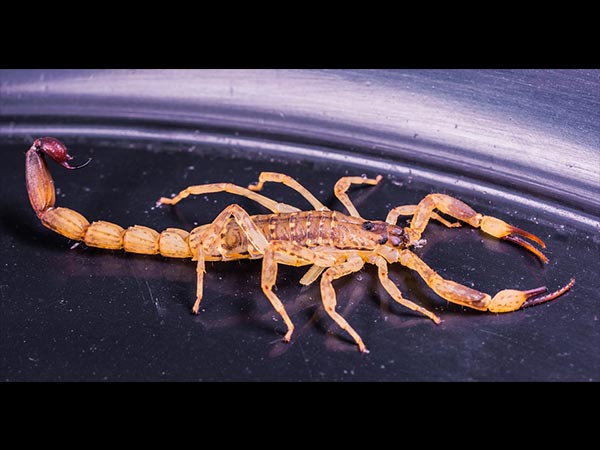 इस दवा का करें प्रयोग