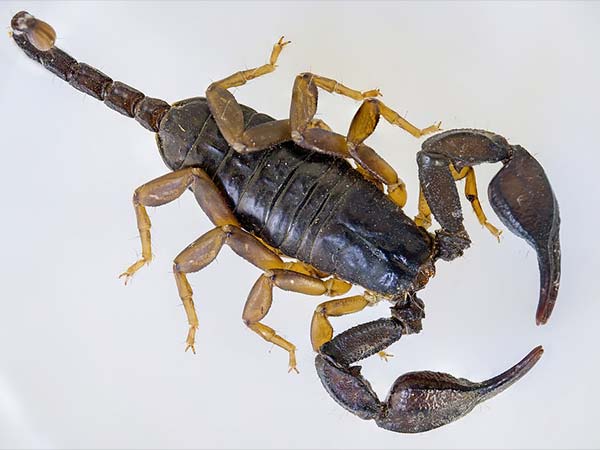 पानी से धोना चाहिए