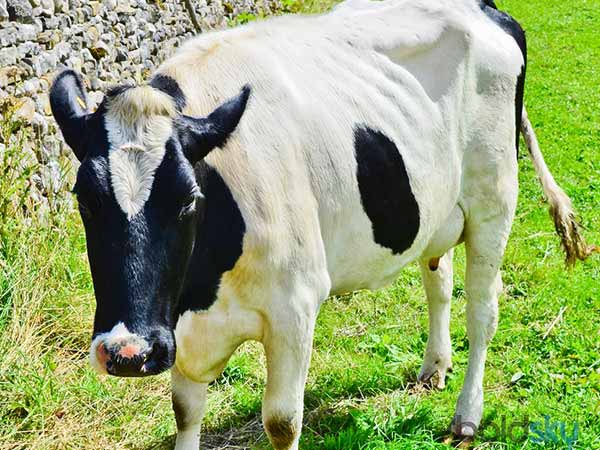 इस बार गोवर्धन पूजा का शुभ महूर्त जानिए