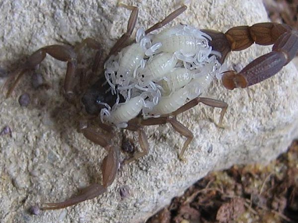 गिनीज बुक में नाम दर्ज हो गया