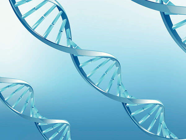 वाई क्रोमोज़ोम के एशिलेस हील