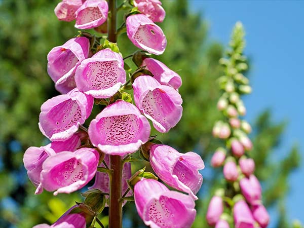 कॉकटेल में जहरीला पौधा 