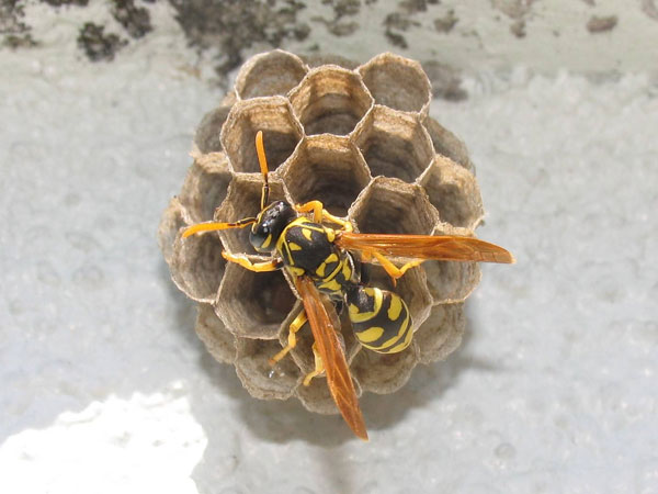 ततैया का छत्ता 