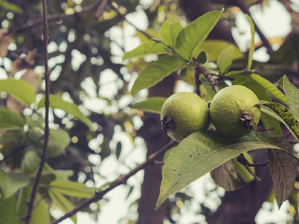 पलाश के पत्ते 
