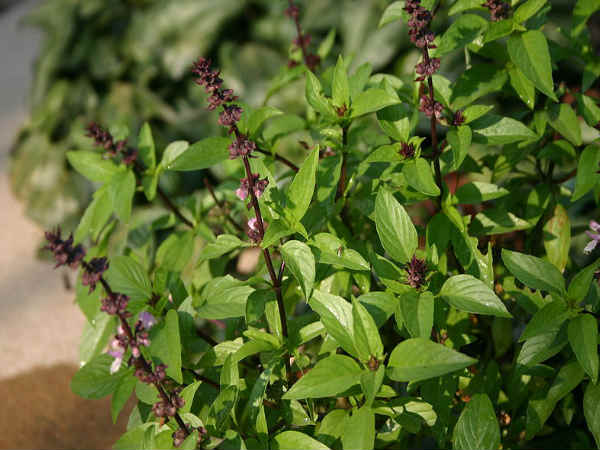 3. तुलसी की पत्तियां 3. तुलसी की पत्तियां