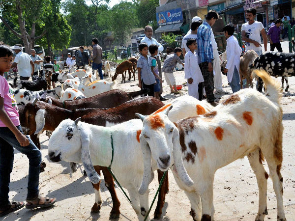 बलि देना 